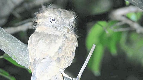 Sri Lankan Frogmouth Bird