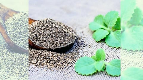 पोटदुखीपासून सर्दी-खोकल्यापर्यंत; ओव्याच्या पानांचे फायदे