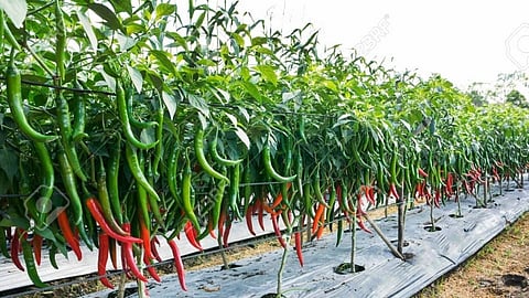 Success Story : तिखट मिरचीने केला ६० जणांचा संसार गोड; कोरोना काळातही बारमाही काम