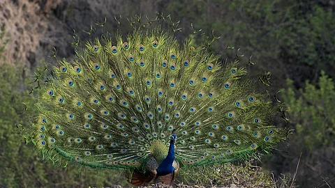 peacock