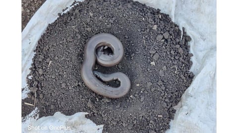 मांडूळ सापाची तस्करी करणाऱ्या दोघांना अटक; सांगलीतील घटना