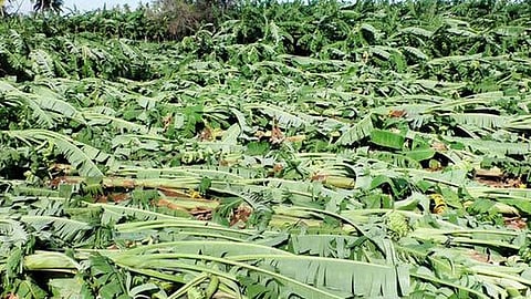 वादळामुळे दोन हजार हेक्टरवरील केळी पिकांचे झाले नुकसान