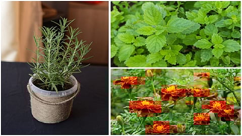 mosquitos repel plants