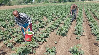 उच्च डिग्री तरीही 'नो' नोकरी..पितापुत्राचे शेतात विक्रमी उत्पादन !
