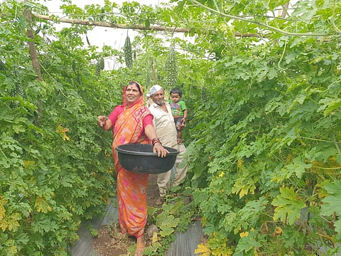 chandrakant thombare from Rohakal Khed earned income in 3 and half month in the bitter gourd  worth Rs 2 lakh