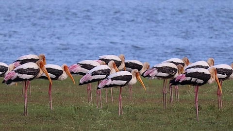 Painted storks