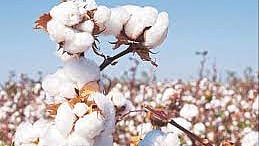 Cotton Rate Decrease