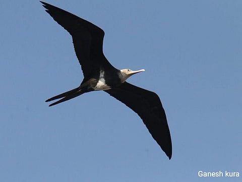 छोटा चोर कावळा