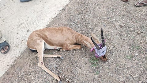 वाहनाची धडक बसून दोन हरणांचा मृत्यू