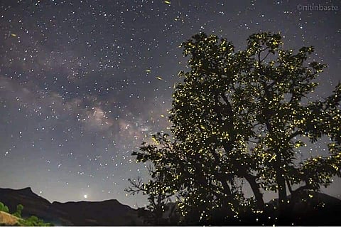 पर्यटकांना मिळाली परवानगी, अकोल्यात काजवा महोत्सव होणार