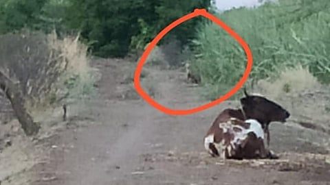 बिबट्या सदृश्य प्राणी दिसल्याने उडाली खळबळ; इंचगावात भीतीचं वातावरण