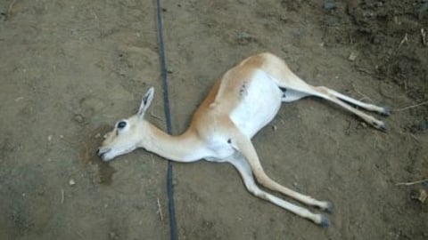 deer death