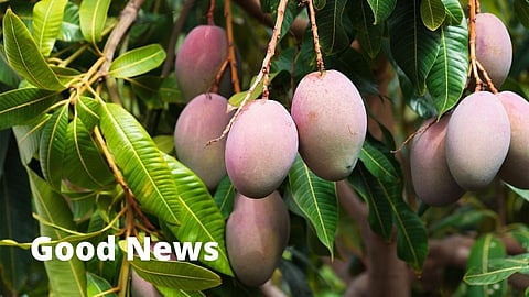 खुशखबर! फळप्रक्रिया उद्योगांसाठी केंद्राची नवी योजना