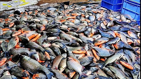 मत्स्यशेतीतील मासळी