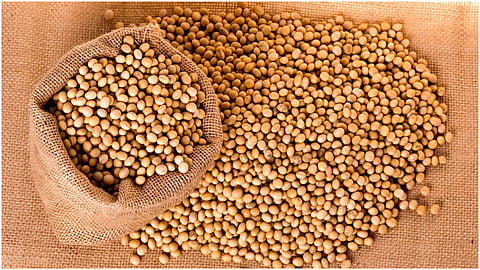 पेरणीचा सोयाबीन ११५ रुपये किलोंवर; आर्थिक गणितच कोलमडले