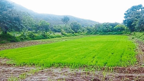 rice farming