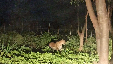 आंबेगाव तालुक्यातील अवसरी बुद्रुकमध्ये बिबट्या घुसला अन्...