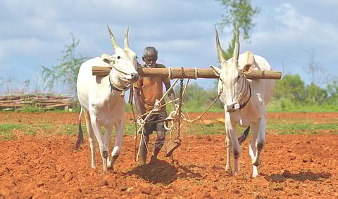 बळीराजाला दिलासा! तीन लाखांपर्यंतच्या पीक कर्जावर शून्य टक्के व्याज