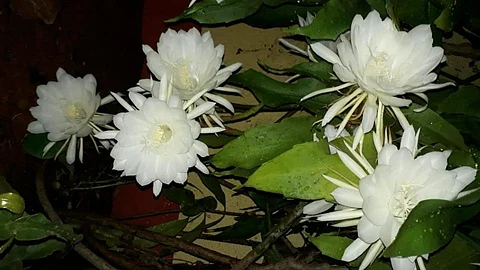निसर्गाची लहर; एकाच वेळी चक्क 33 ब्रम्हकमळांचा बहर