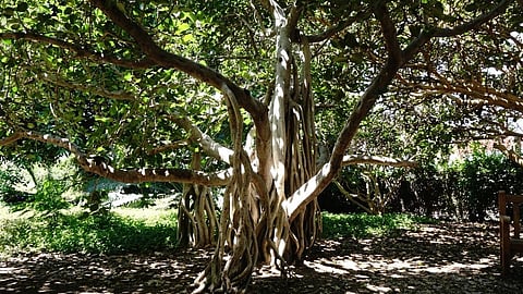 ग्रँडफादर ट्री; वडाच्या झाडाचे आयुष्य शेकडो वर्ष असण्याचं कारण माहितीय का?