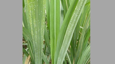 sugarcane crop