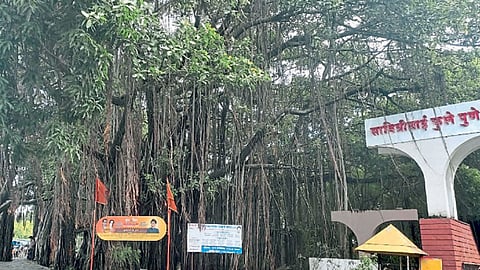 Banyan Tree