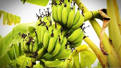 Banana Crop insurance