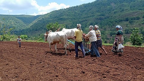 नाशिक जिल्ह्यातील 60हजार हेक्टरवरील पेरण्या पावसाच्या भरोसे