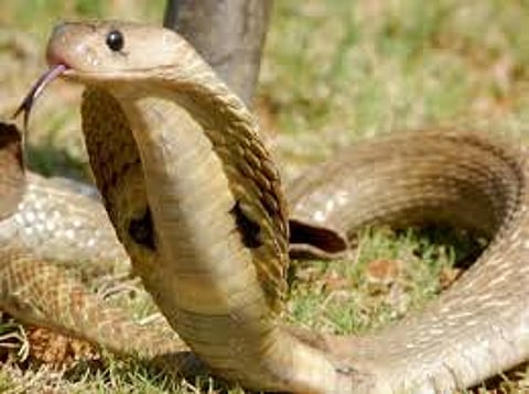 पावसाळ्यात सापापासून बचाव करा