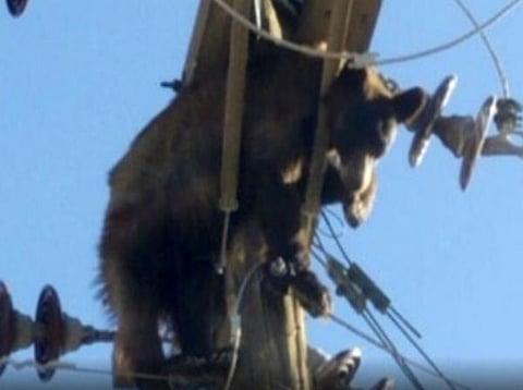 वीजेच्या खांबावर चढला अस्वल; तारांमध्ये गुरफटला अन्...