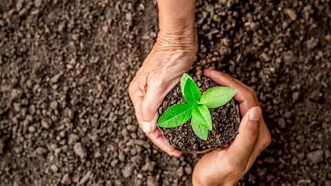 Tree Plantation Initiative: 'आता नावासाठी नाही फक्त गावासाठी' ; कोल्हापुरातील तरूण चालवतायेत चळवळ!