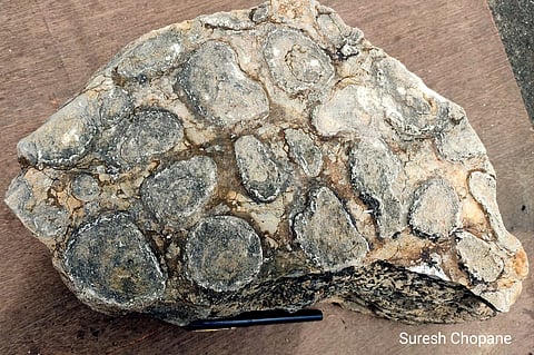 पृथ्वीवरील पहिला जीव विदर्भात! वणीत आढळले दुर्मीळ जीवाश्म