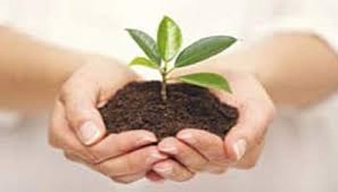 वृक्ष लागवड