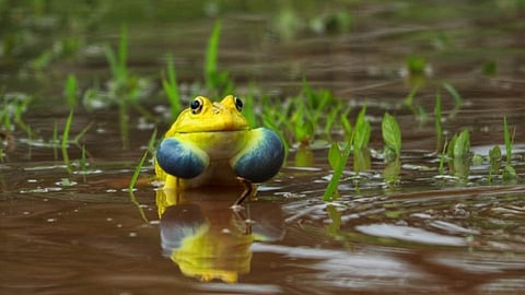 दीर्घ प्रतीक्षेनंतर पावसाची हजेरी; कोमेजणाऱ्या बिजांकुरावर पुनर्वसूची कृपा
