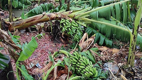 PHOTOS:जोरदार पाऊस व वाऱ्यामुळे केळीच्या बागेचे मोठे नुकसान