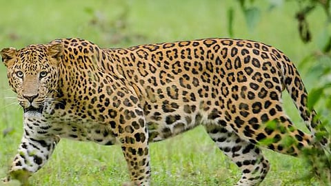 Leopard