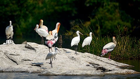Ranganathittu Bird Sanctuary