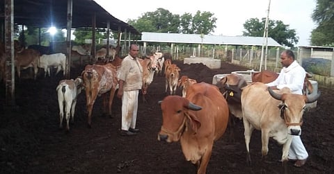 देशी गाय