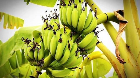 Banana crop insurance