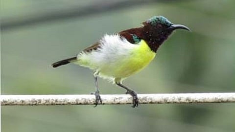 कोरोनाकाळात का वाढला पक्ष्यांचा किलबिलाट?