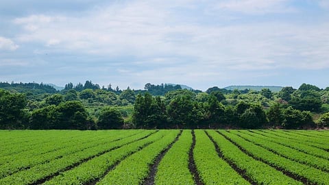 मंडणगडातील 20 खंडींच्या भात खलाट्या पडीक; जमीन नापीक