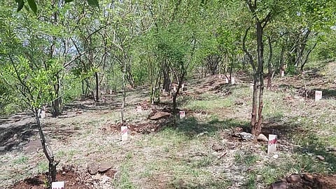 World Environment day