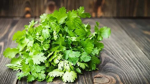 Kitchen Tips : 'या' ७ गोष्टींमुळे कोथिंबीर राहिल दिर्घकाळ ताजी
