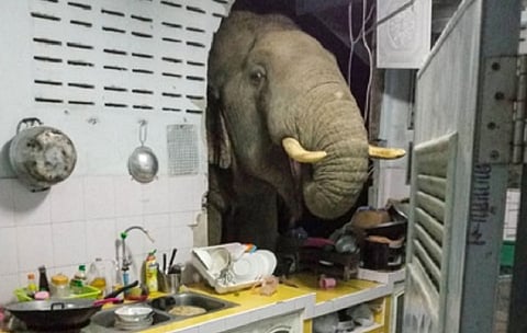 भूक लागलेला हत्ती पोहोचला थेट किचनमध्ये; VIDEO VIRAL