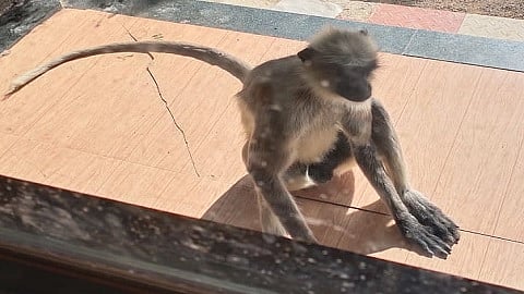 पिसाळलेले वानर