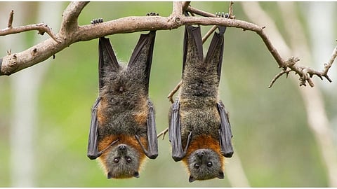 bats