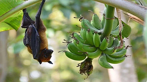 Nipah Virus