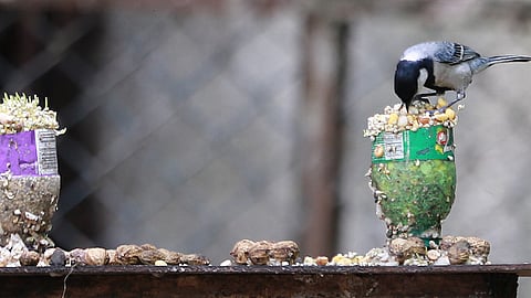पुणे विद्यापीठात पक्षांसाठी सजविले 'डायनिंग टेबल'