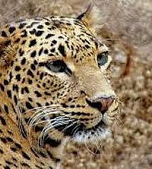 Leopard