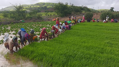 Rice farming start in Trimbakeshwar
